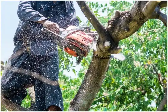 tree services Leechburg